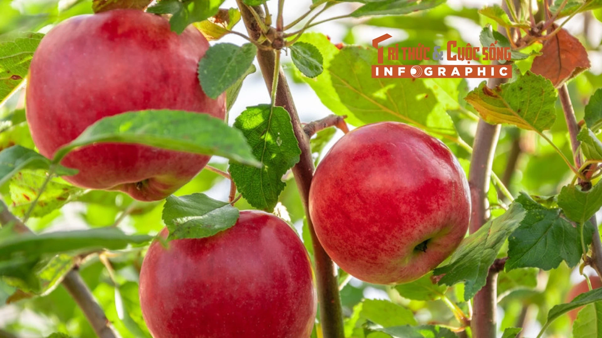 [INFOGRAPHIC] Loại táo đắt nhất hành tinh, nửa triệu đồng/quả