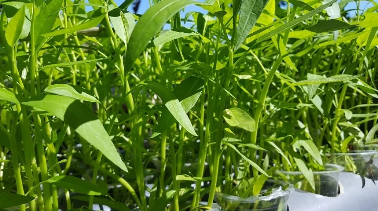 View - 10 loại rau lớn cực nhanh vào mùa hè, 40 độ vẫn xanh tốt | Báo Tri thức và Cuộc sống - TIN TỨC PHỔ BIẾN KIẾN THỨC 24H