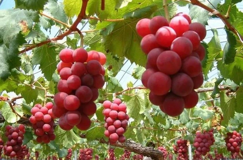 Tận thấy loại nho 250 triệu đồng/chùm gây sốt toàn cầu