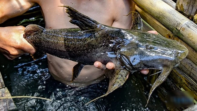 Loại cá tiến vua hơn nửa triệu đồng/kg vẫn "cháy hàng" 