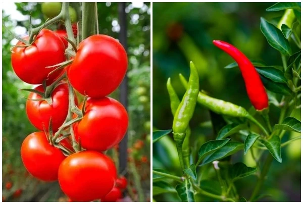 Loại quả xưa 'rẻ như cho' nay đắt ngang thịt