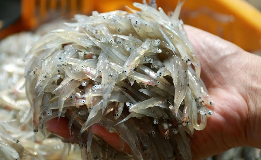 Loại cá "nhà nghèo" hóa đặc sản 300.000/kg ai cũng mê 