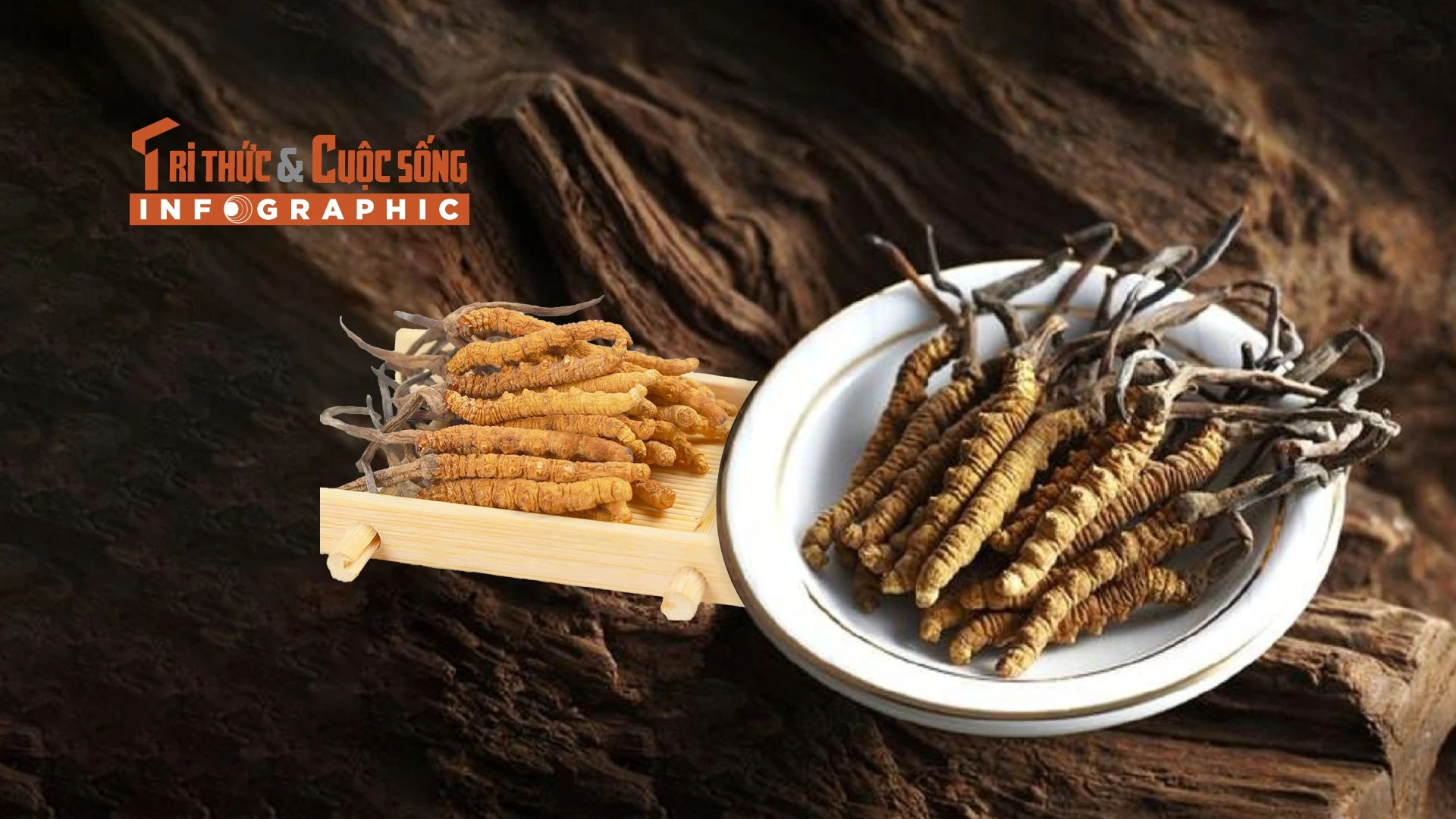 [INFOGRAPHIC] Đông trùng hạ thảo - loại nấm đắt nhất thế giới 