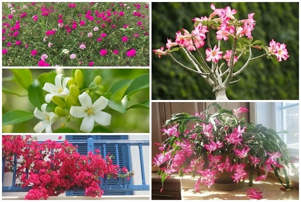 5 loại cây lười chăm sóc vẫn ra hoa kín cành 