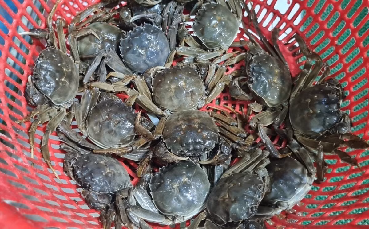 Loại cua quý hiếm ngon hơn ghẹ, 600.000 đồng/kg vẫn khó mua