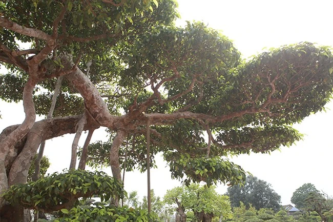 Cây sanh cổ nhất Việt Nam đổi lấy 20 lô đất, chủ không bán