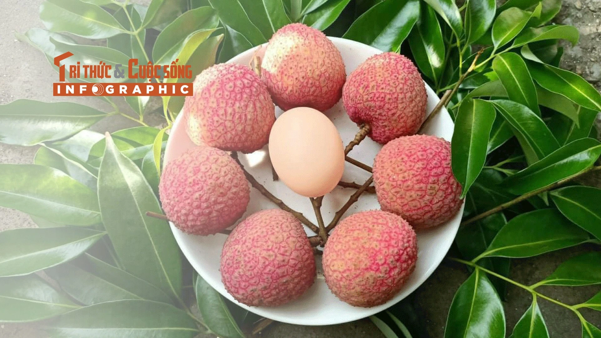 INFOGRAPHIC: Vải trứng đặc sản 200.000 đồng/kg không đủ bán 