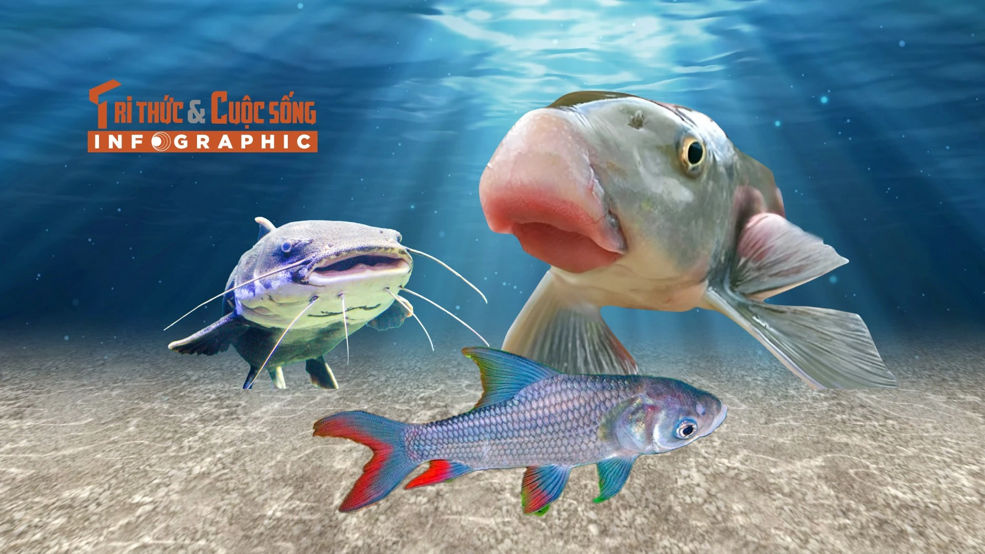 [INFOGRAPHIC] 3 loại "cá tiến vua" giá tiền triệu ở Việt Nam