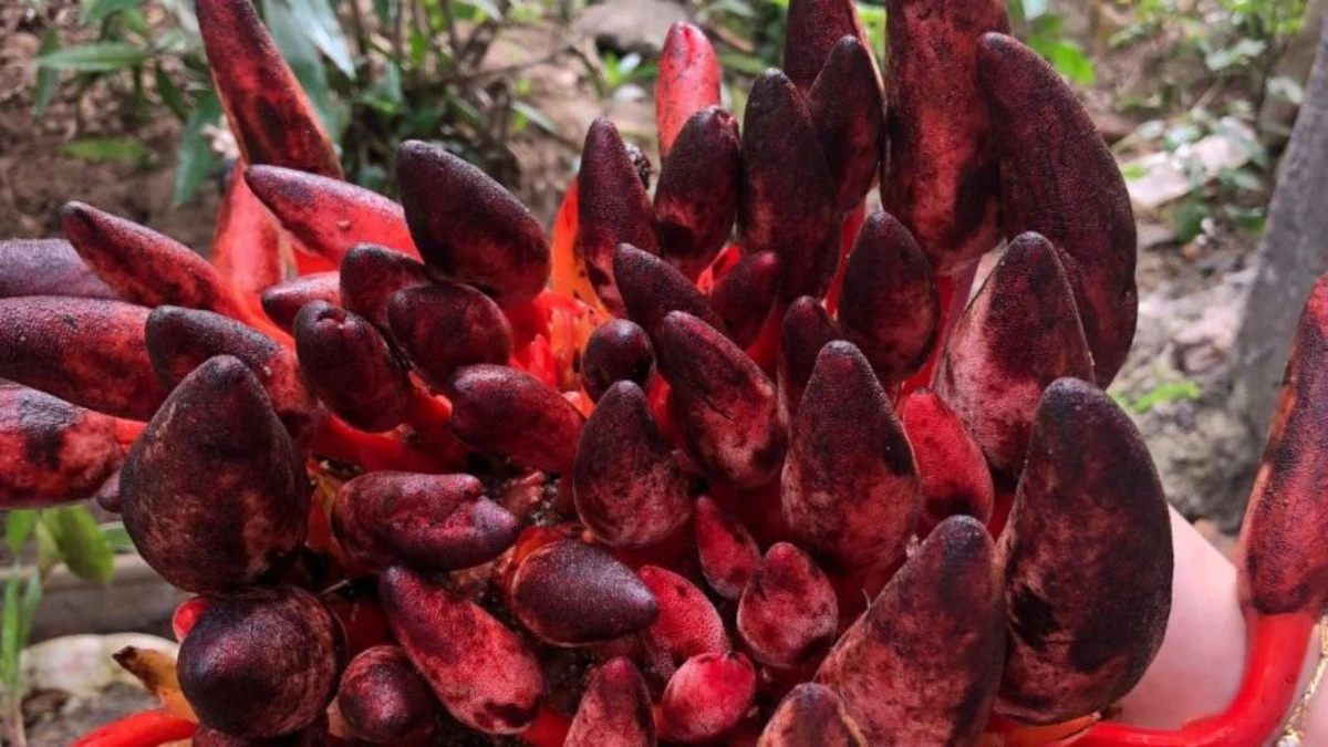 Cây dại thành đặc sản "quý hơn vàng", 2 triệu đồng/kg khách "tranh nhau mua"