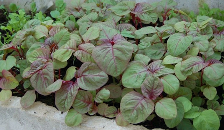 10 loại rau giàu canxi, cắm xuống đất lên vù vù 