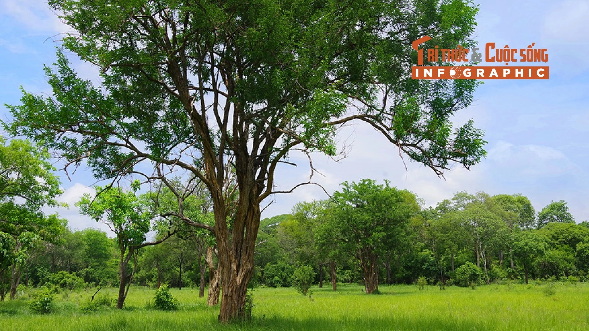 [INFOGRAPHIC] Loại gỗ đắt đỏ nhất hành tinh, hơn 300 triệu/m3