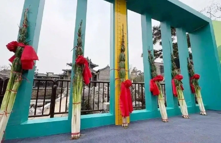 Kinh ngạc cây hành lá khổng lồ dài hơn 2 mét