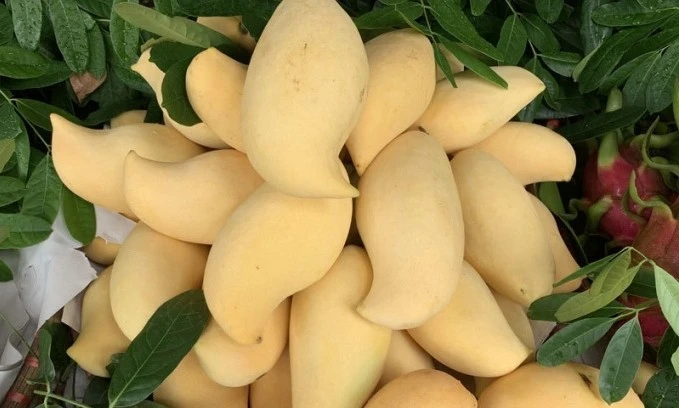 Nguồn gốc xoài vàng ươm, thơm nức "gây sốt" thị trường Việt 