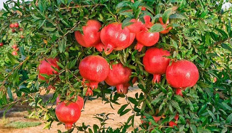 3 loại cây như "két sắt giữ lộc" trong nhà 