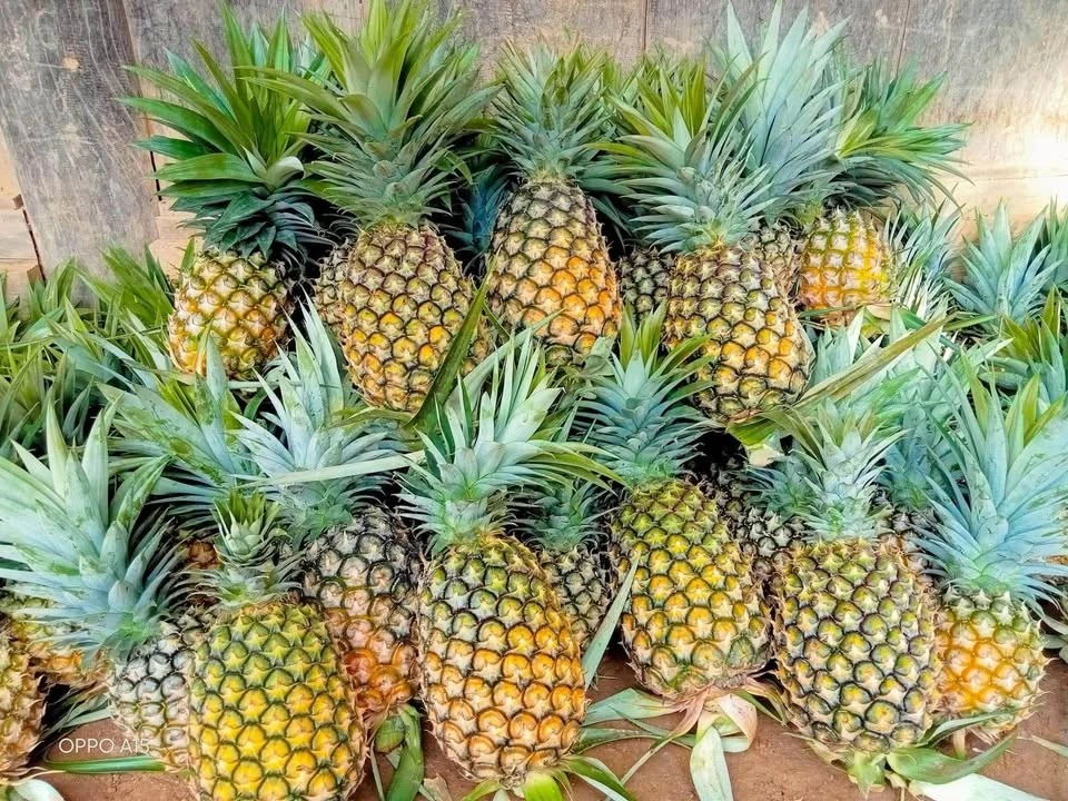 Loại dứa lạ thơm ngon như mật đang gây sốt thị trường 