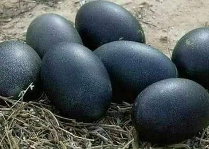 Trứng gà đen như than 1 triệu đồng/quả muốn mua cũng khó