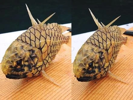 Tận thấy loài cá nghe như trái cây 400.000/kg có tiền cũng khó mua