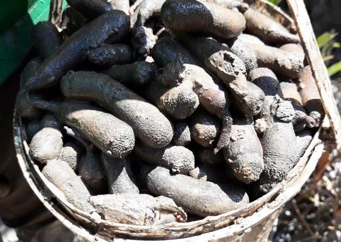 Đặc sản "nhìn khiếp vía" hơn nửa triệu đồng/kg hút khách 