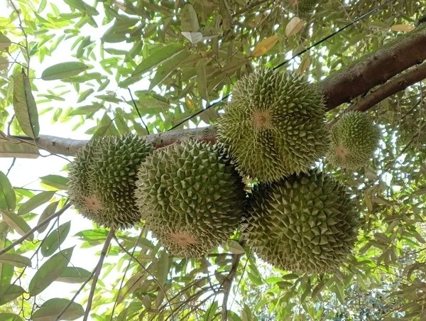 Loại quả đắt bậc nhất thế giới, Việt Nam trồng thành công 400.000 đồng/kg