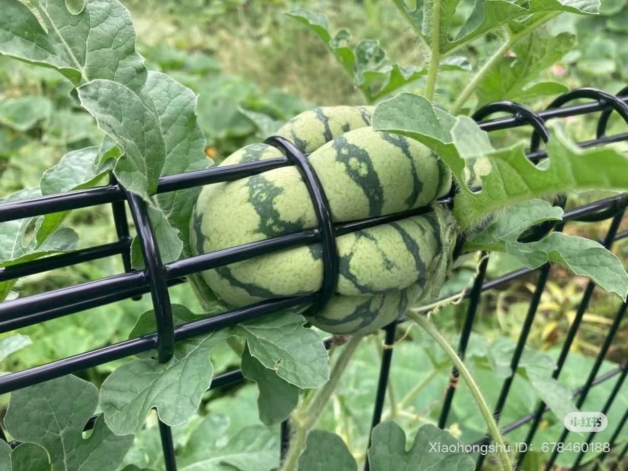 Bất lực trước những trái dưa hấu "khó bảo" nhất hành tinh 