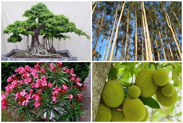 4 loại cây nguy hiểm không nên trồng sát nhà