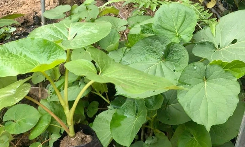 Khó tin loại lá mọc bờ bụi trồng 2 tháng bán "hốt bạc"