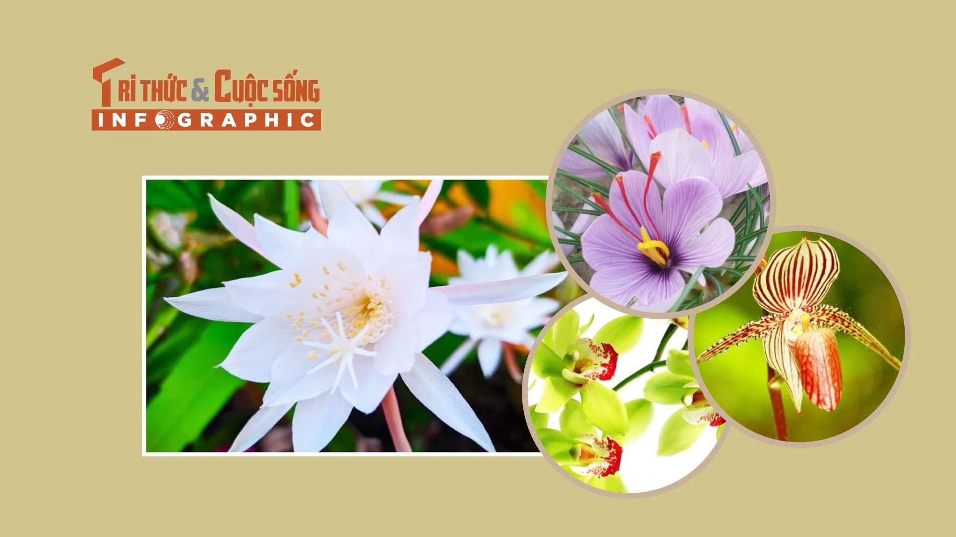 [INFOGRAPHIC] 4 loại hoa đắt nhất thế giới