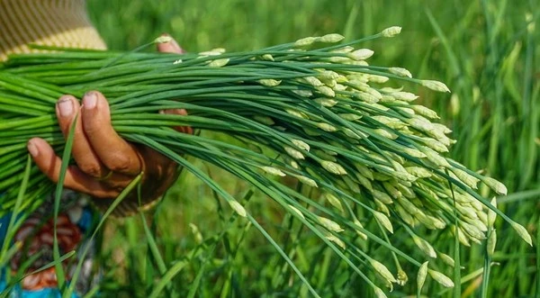 Loại rau "rẻ bèo" ở Việt Nam, nước ngoài gần 200.000 đồng/kg