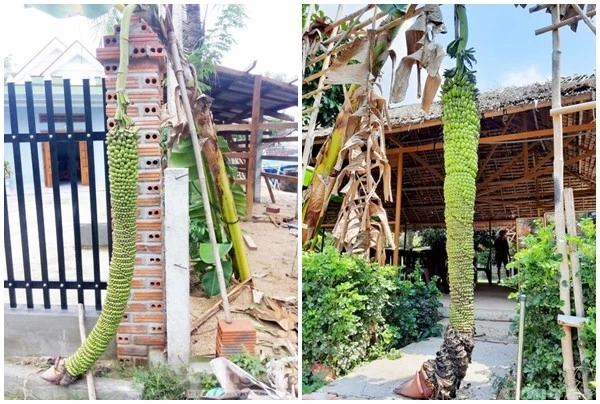 Kinh ngạc những cây chuối hơn trăm nải gây xôn xao của nông dân Việt