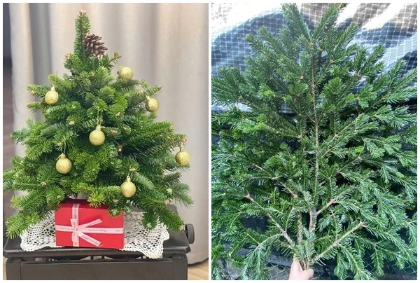 Cành thông tươi nhập khẩu hút khách dịp Giáng sinh