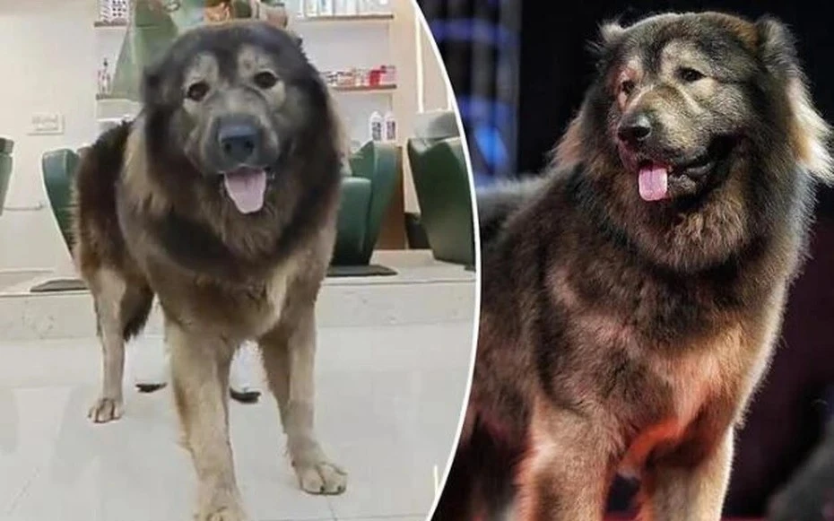 Tận mục chú chó đắt nhất thế giới gần 150 tỷ 