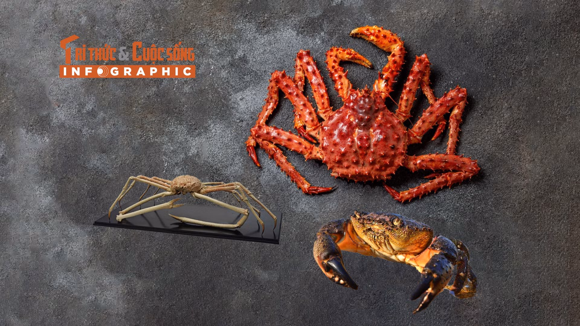 [INFOGRAPHIC] Những loại cua đắt đỏ nhất thế giới