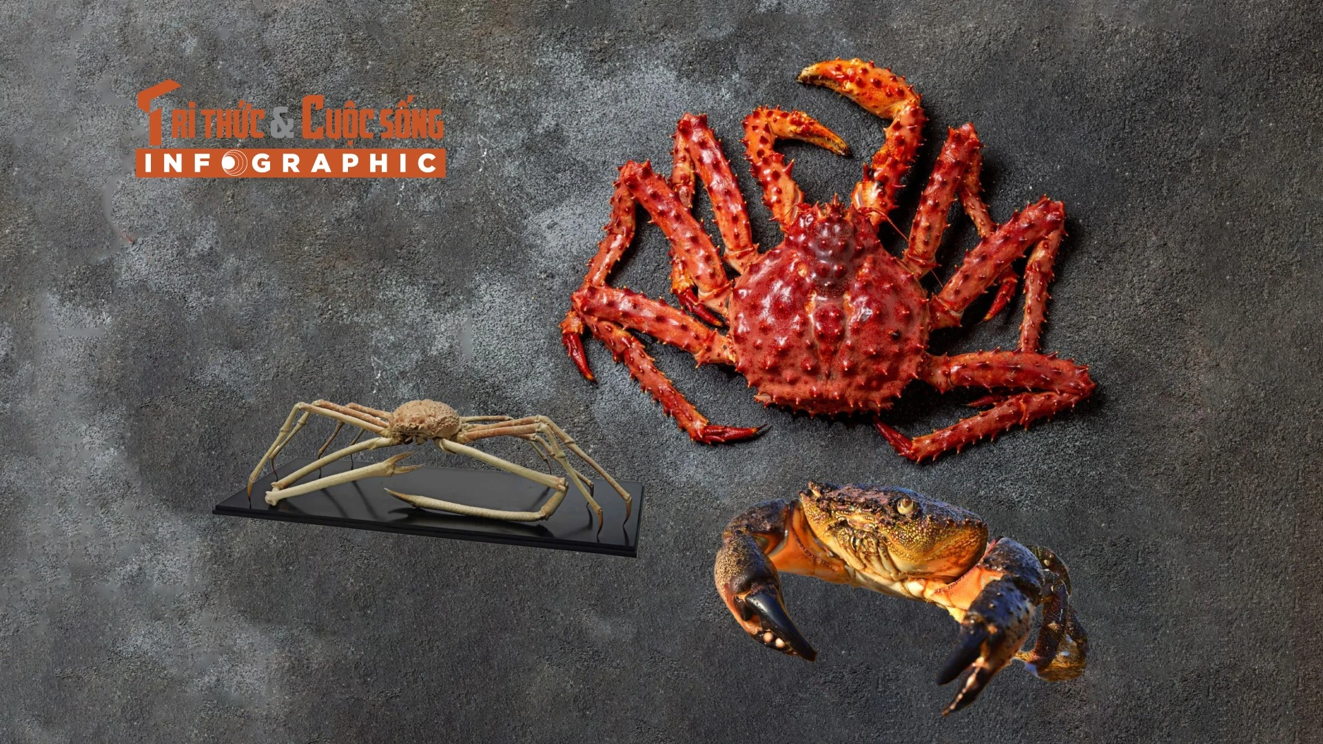 [INFOGRAPHIC] Những loại cua đắt đỏ nhất thế giới