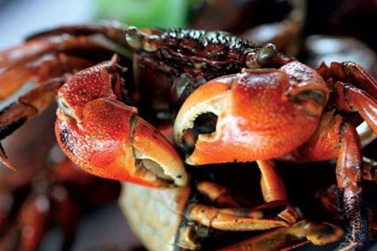 Đặc sản nghe tên lạ hoắc, dân bắt về kiếm nửa triệu/ngày