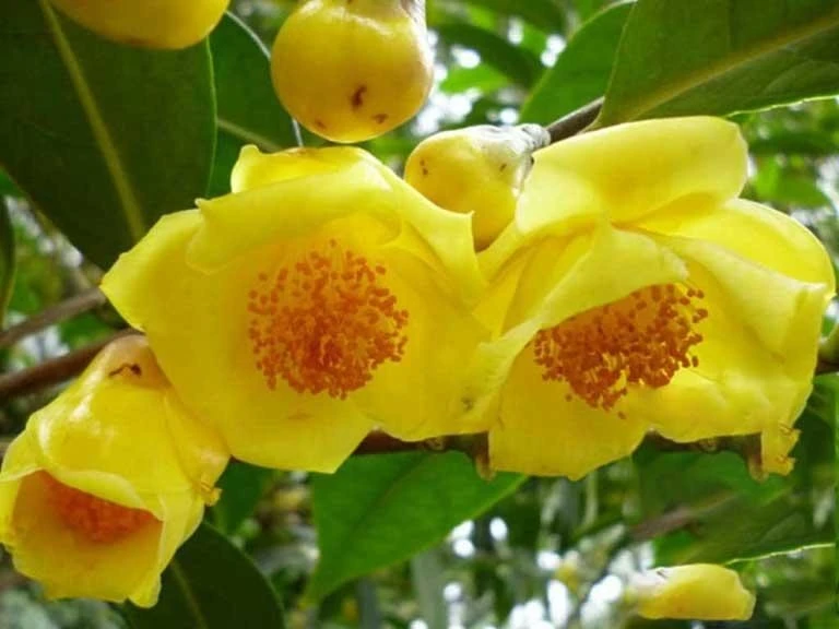 Bật mí thần dược "quý như vàng" 20 triệu đồng/kg tại Việt Nam