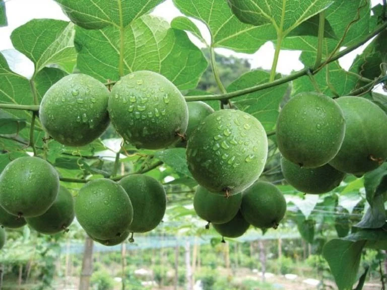 Loại quả leo hàng rào xưa không ai ngó, nay 350.000 đồng/kg