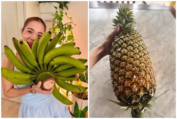 Cận cảnh "trái cây khổng lồ" trong khu vườn hơn 10.000m2 của Mỹ Lệ 