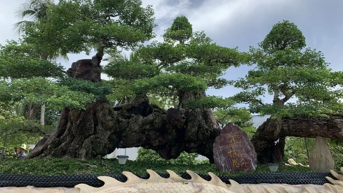 Cây ăn quả mọc bờ rào lên chậu thành bonsai tiền tỷ