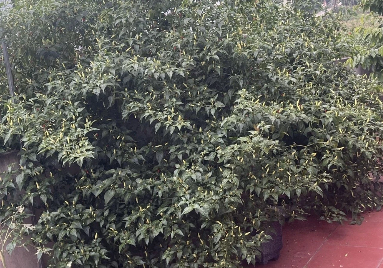 Cận cảnh cây ớt “cổ thụ” khiến 3 triệu người tò mò