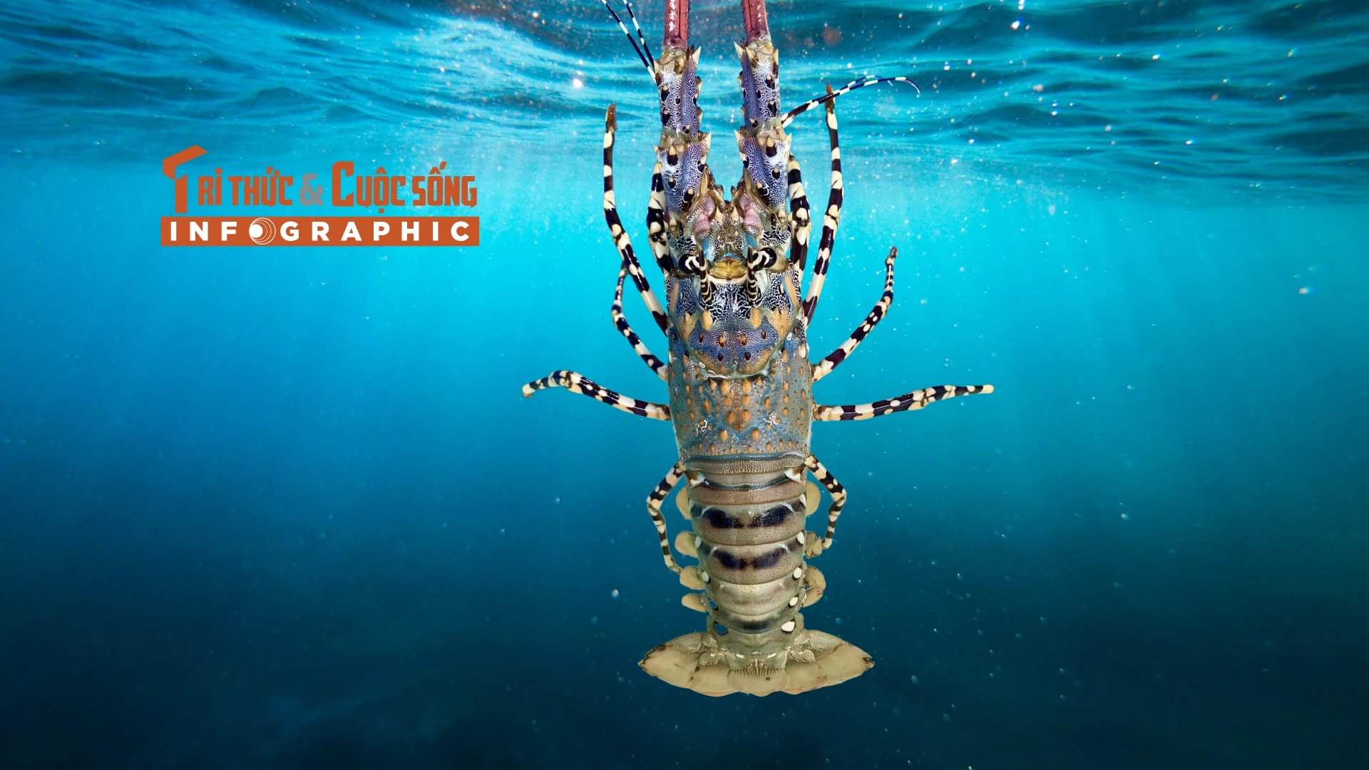 [INFOGRAPHIC] Xuất khẩu tôm hùm tăng kỷ lục 