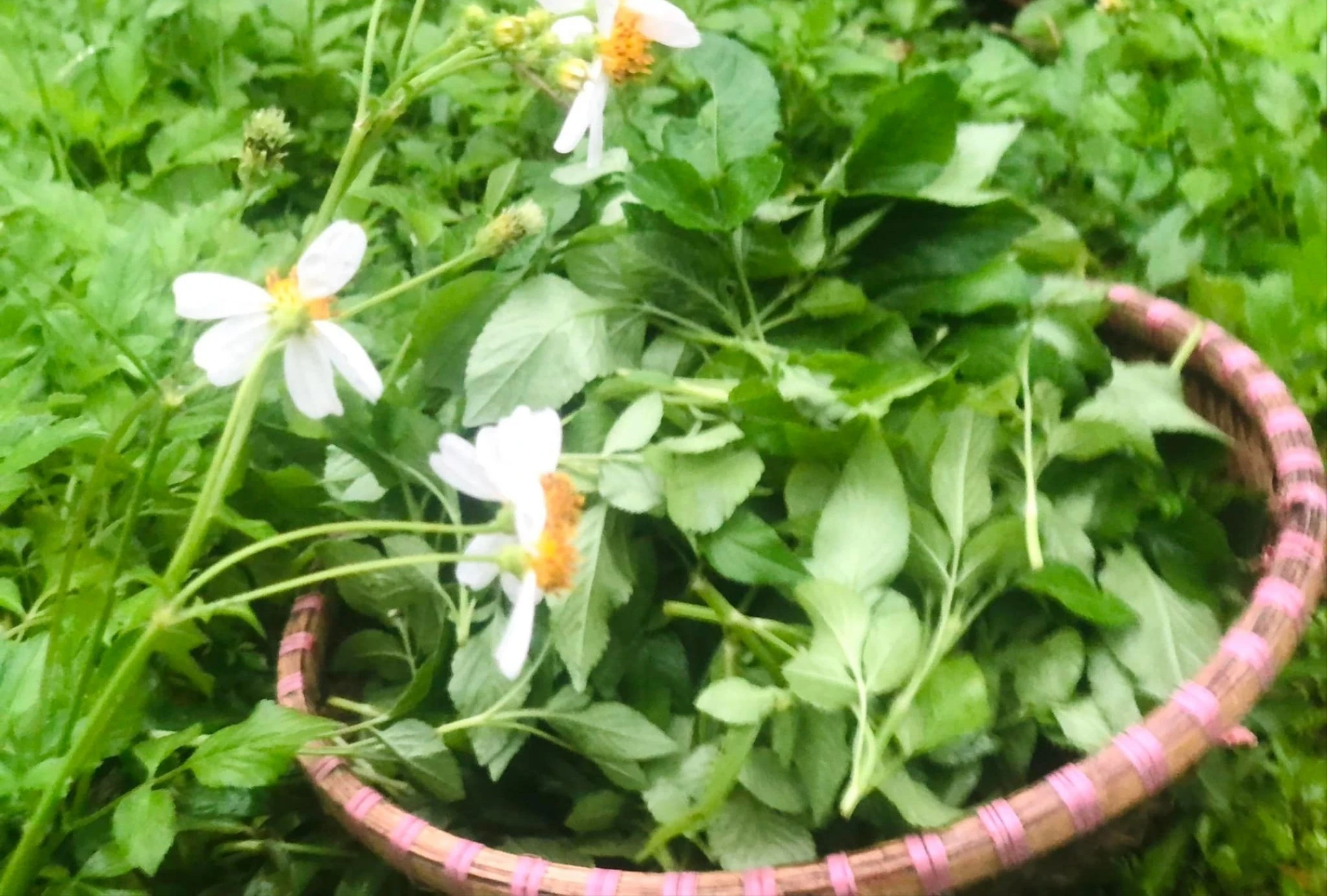 Rau mọc hoang không ai hái bỗng hóa đặc sản giá "cao vút"