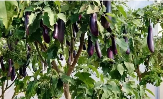 Cận cảnh cây cà tím khổng lồ cho tạ quả gây xôn xao