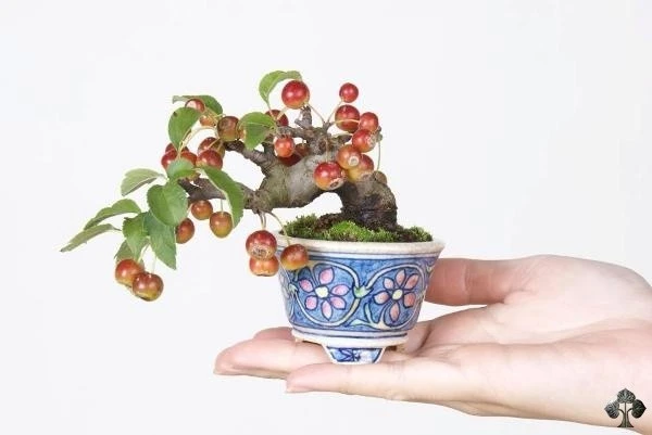 10 tác phẩm bonsai cho quả đẹp “ngây ngất"