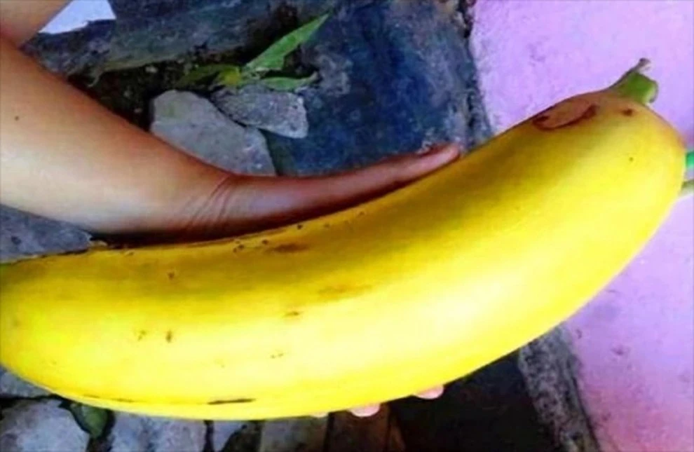 "Tròn mắt" những quả chuối khổng lồ cả nhà ăn không hết 