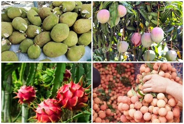 4 loại quả rớt giá gây sốt thị trường Việt 2025