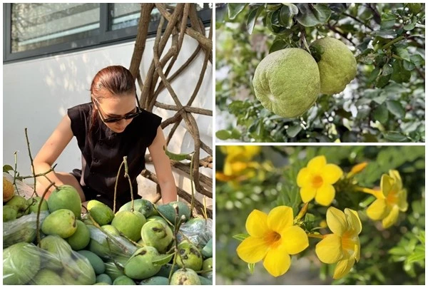 Cận cảnh nhà vườn trồng cây, nuôi gà của ca sĩ Mỹ Tâm