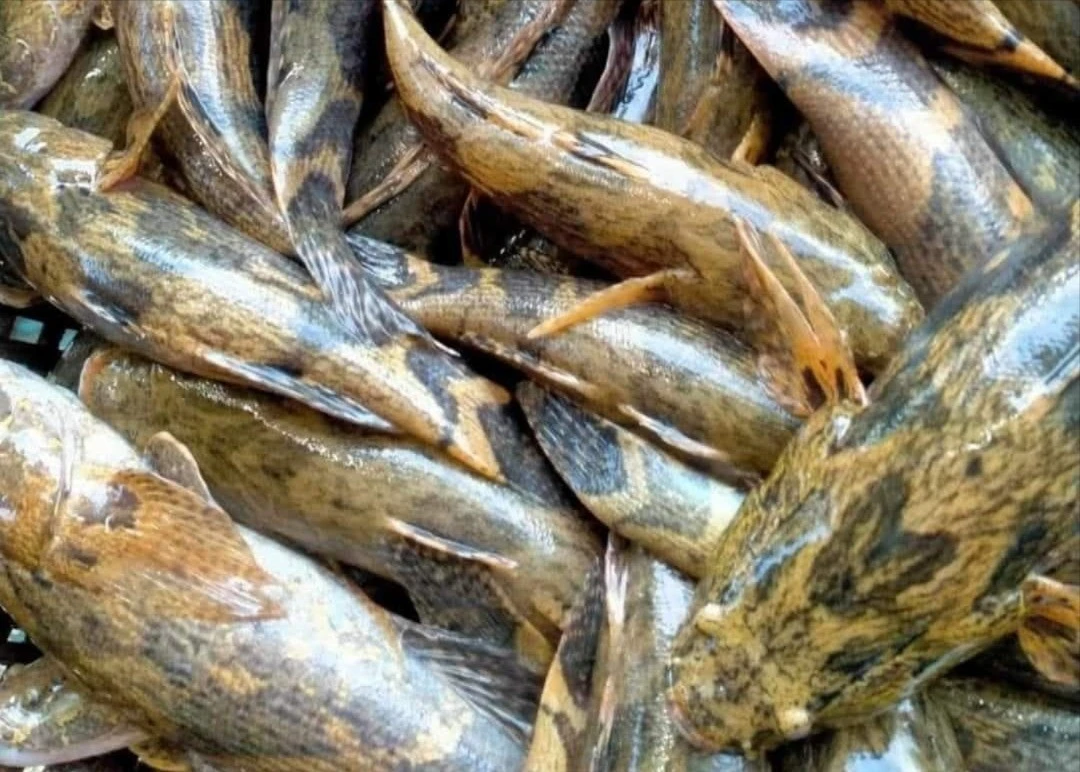 Loại cá nhìn tối thui, nửa triệu đồng/kg vẫn 'đắt như tôm tươi'