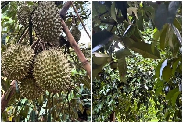 Bên trong vườn trái cây rộng thênh thang của Hoài Linh