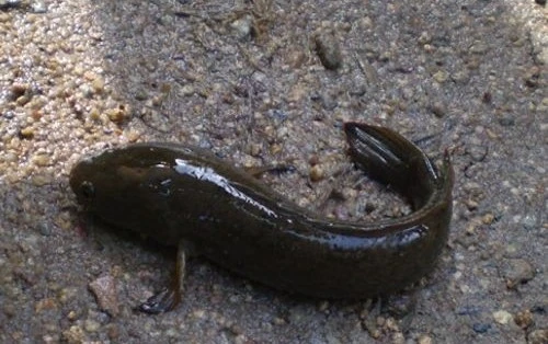 Loài cá trên núi cao cực hiếm, nửa triệu đồng/kg cũng khó mua