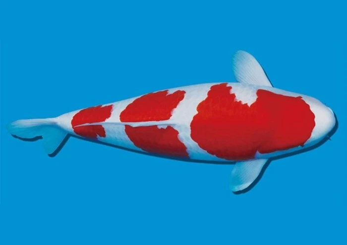 Con cá Koi giá lên tới 47 tỷ đồng giờ ra sao? 